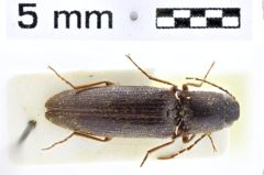 Foto (Dorsalansicht) von Melanotus saetosus (Platia, 2009)